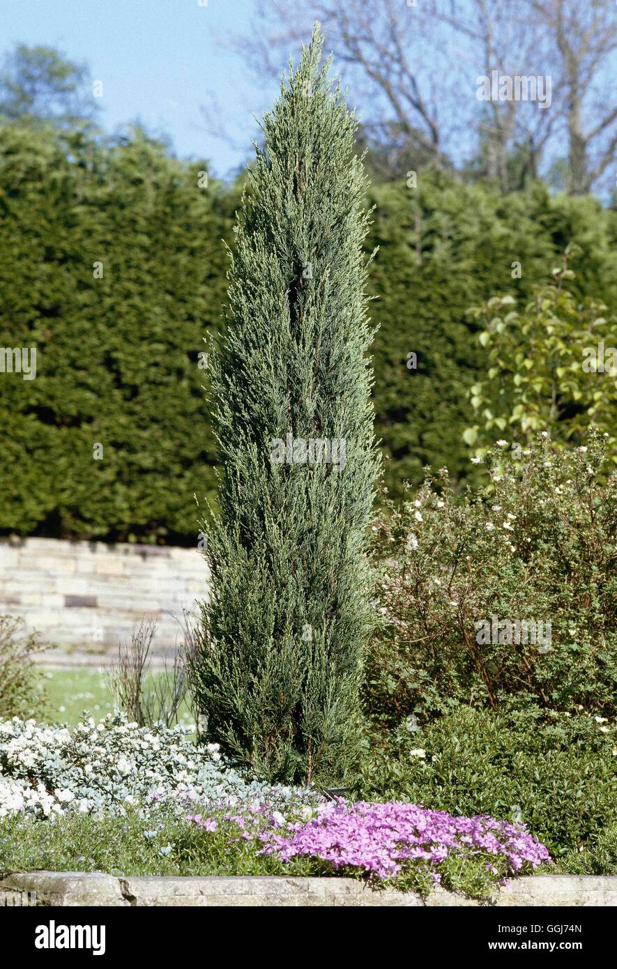 Juniperus scoluporum - `Skyrocket'   CON012325 Stock Photo
